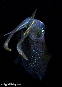 Big Fin Squid taken with D200 and 60mm lens. by David Henshaw 